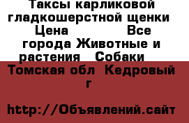 Таксы карликовой гладкошерстной щенки › Цена ­ 20 000 - Все города Животные и растения » Собаки   . Томская обл.,Кедровый г.